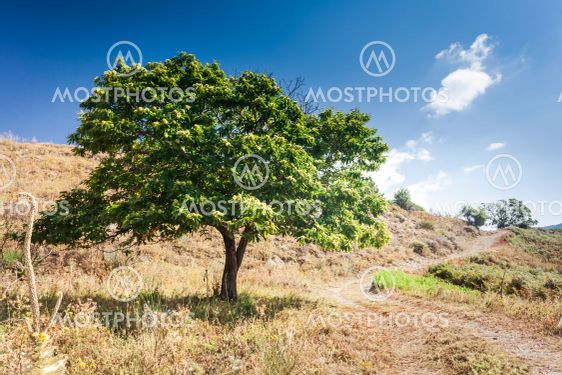 Chestnut tree in arid climate of Calabria