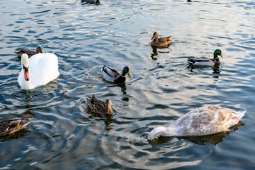 Swans and ducks swimming in a serene lake at dusk