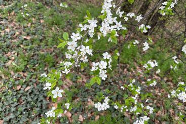 White blossoms covering tree branches in a spring season...