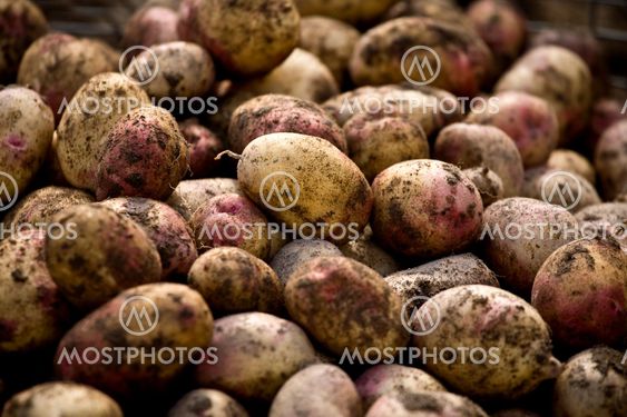 Nyskördad potatis