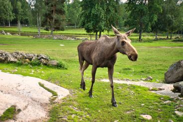 Moose on a green meadow in Scandinavia. King of the...