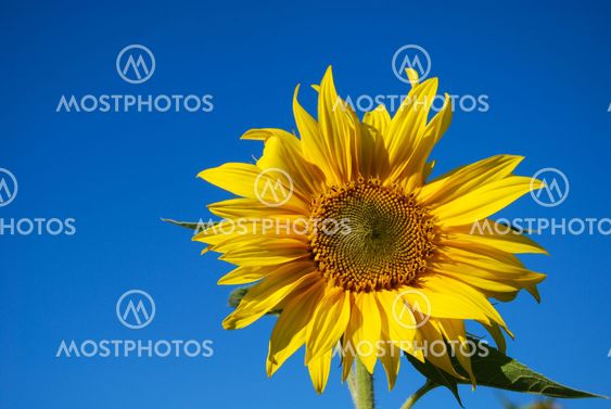 Sunflower at blue sky