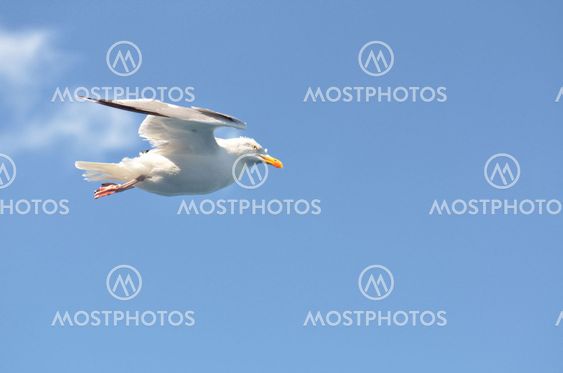 Taube im Flug / dove in fligh