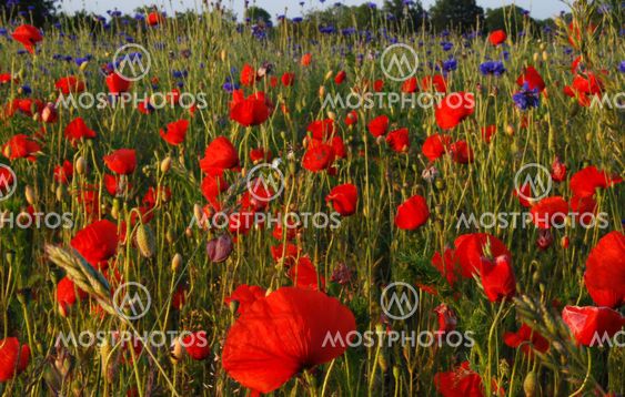 Poppy Field