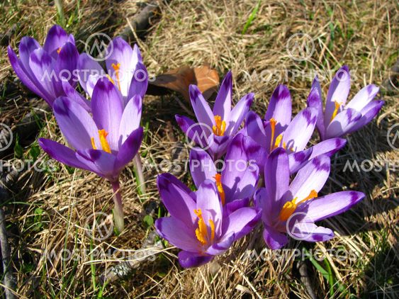 Crocus heuffelianus