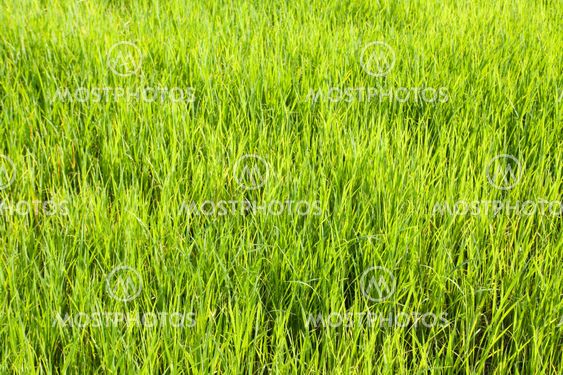 Seedlings of rice growing in paddy fields with water