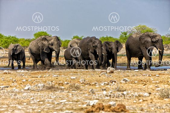 a group of elephant crossing a waterhole at etosha national park namibia