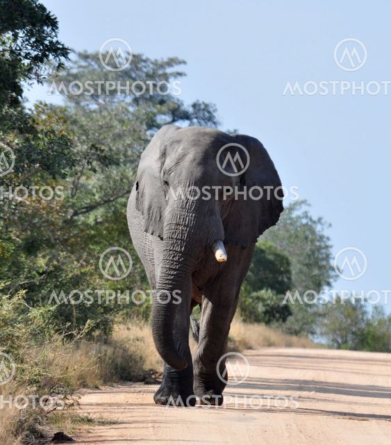 African Elephant