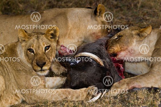 lion the king of the jungle of Tanzania