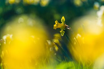 Beautiful spring blooms brighten the countryside outside...