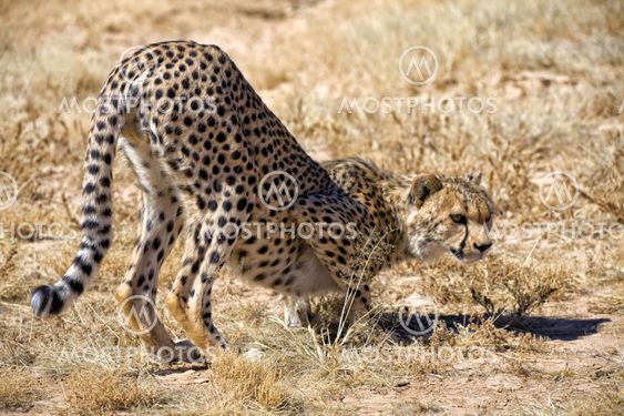 cheetah in the grass at etosha national park namibia africa