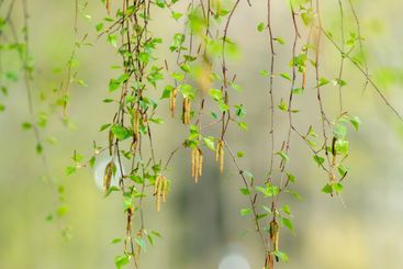 Nature photography taken in Sweden in May, early spring. 