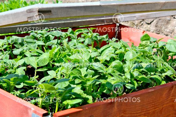 Potato Cultivation.