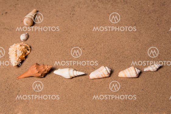 sea shells with sand as background