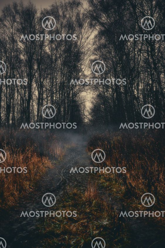 Autumn in the dark forest. The atmosphere of mysticism...