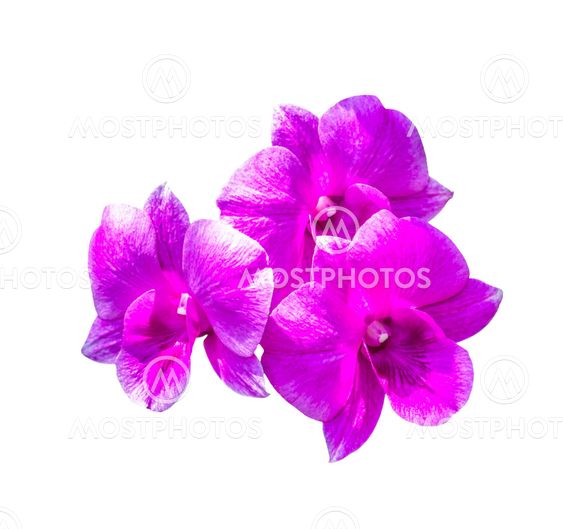 Three magenta orchid flowers isolated