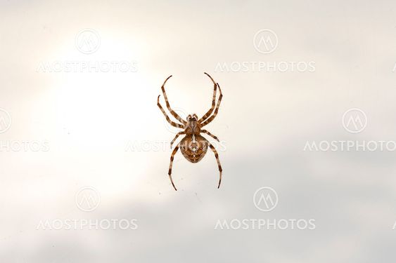 Spider