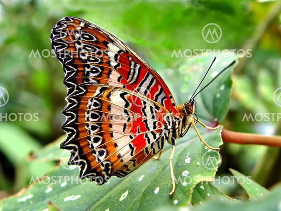Tropical Butterfly