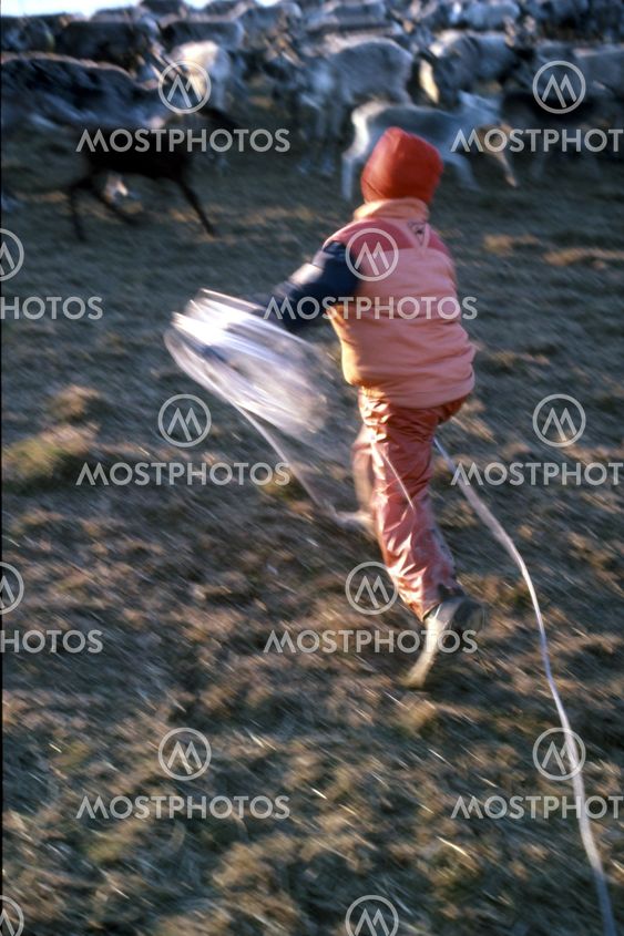 Reindeer catcher