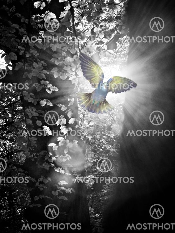 Bird in bright light.