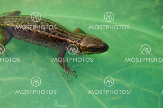 Lizard on leaf