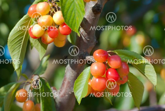 Cherry tree