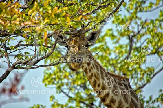 giraffe close-up in etosha national park namibia