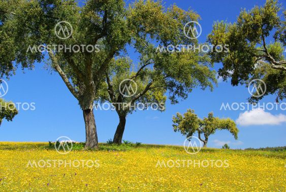 Wiese mit Korkeichen - meadow and cork oaks 12