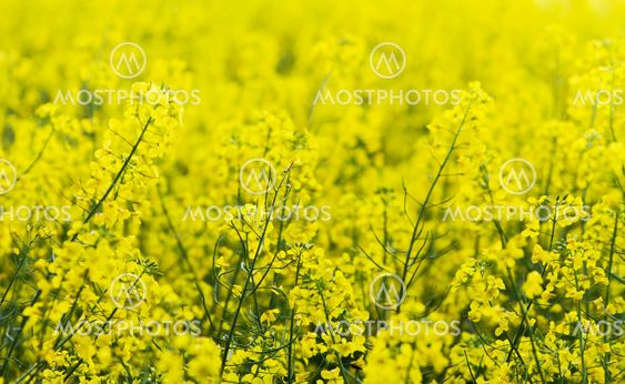 yellow colza with nice depth of field