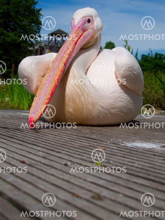 Pelican fågel