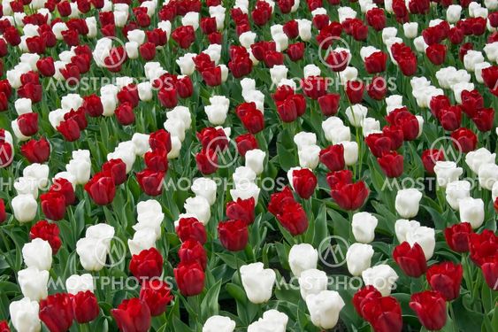 red and white tulips