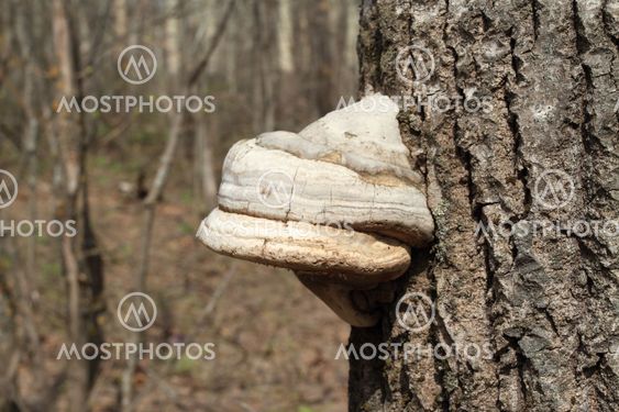 excrescence on tree in spring wood