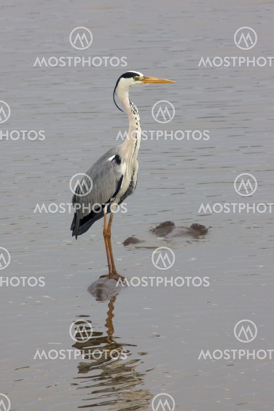 Heron på Hippo