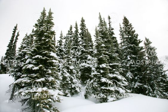 Snow covered pine trees.