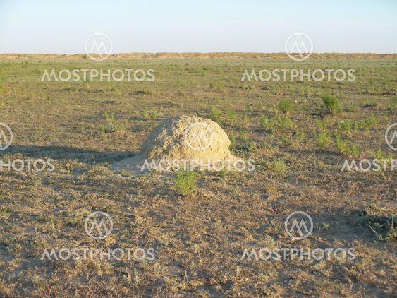 Termite nest.