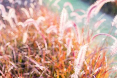 Light through summer grass bokeh Natural background