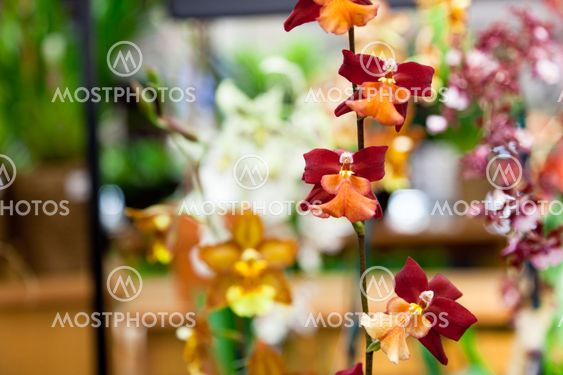 Angel Orchids