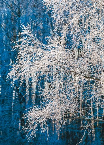 Frosty birch tree branches glistening in the winter...
