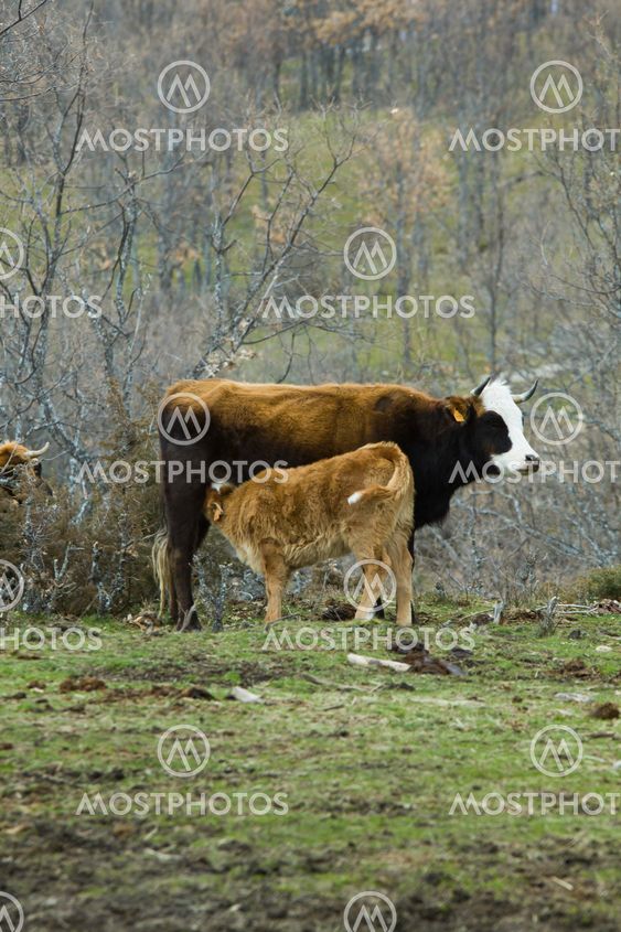 Brown cow and calf suckling in a prairie