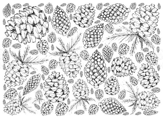 Hand Drawn Pine Cones on White Background
