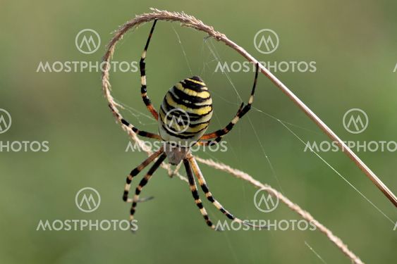 wasp spider