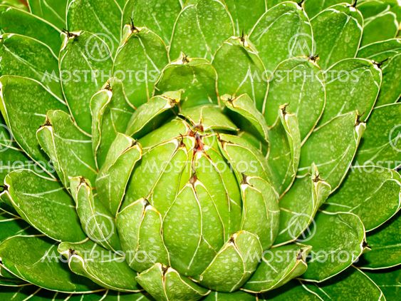 Green Plant