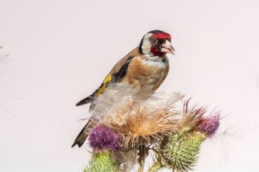 European goldfinch, feeding on the seeds of thistles....