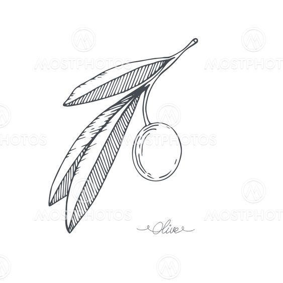 Hand-drawn olive sketch