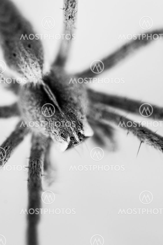 Spindel Macro