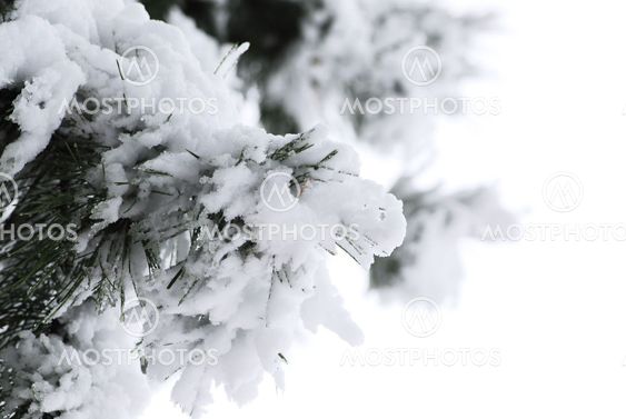 Winter pine