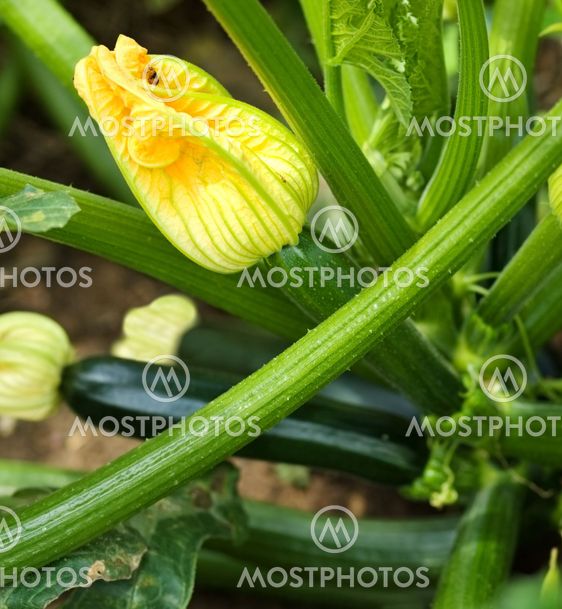 female flower organic zucchini healthy gardening and lifestyle