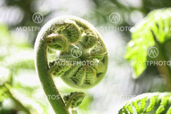 A New Zealand Fern