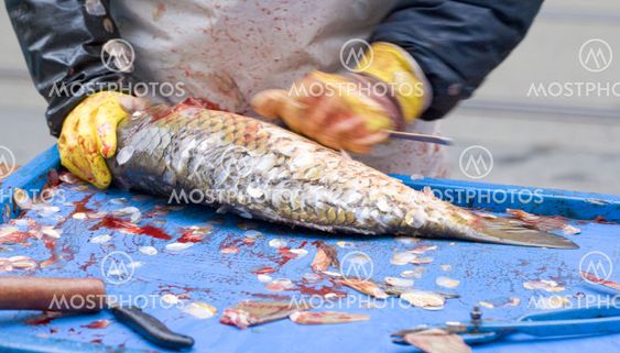 sale of Christmas carps (Czech Christmas tradition), Czech Repub