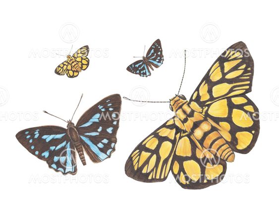 butterfly flying